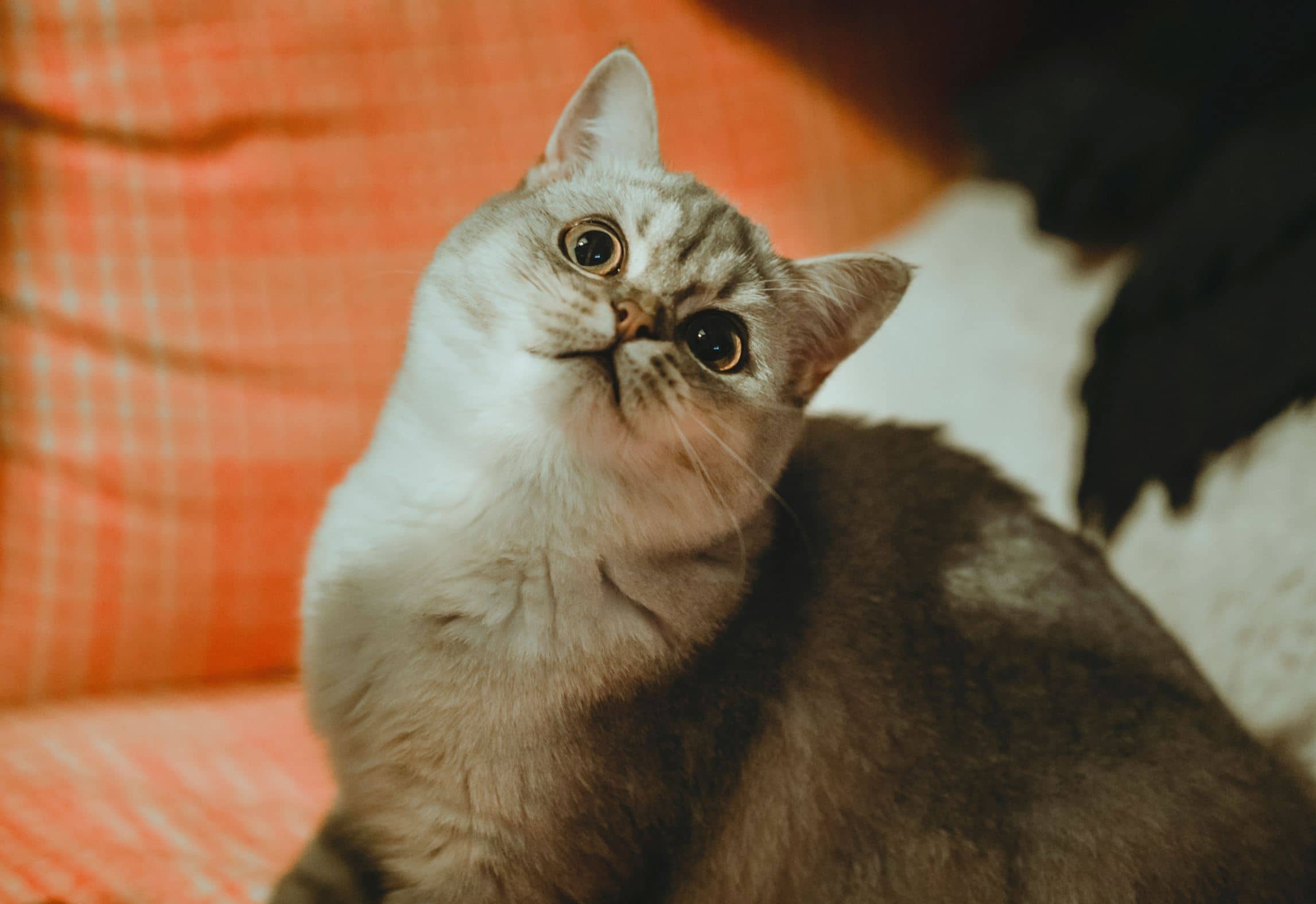 British Shorthairs