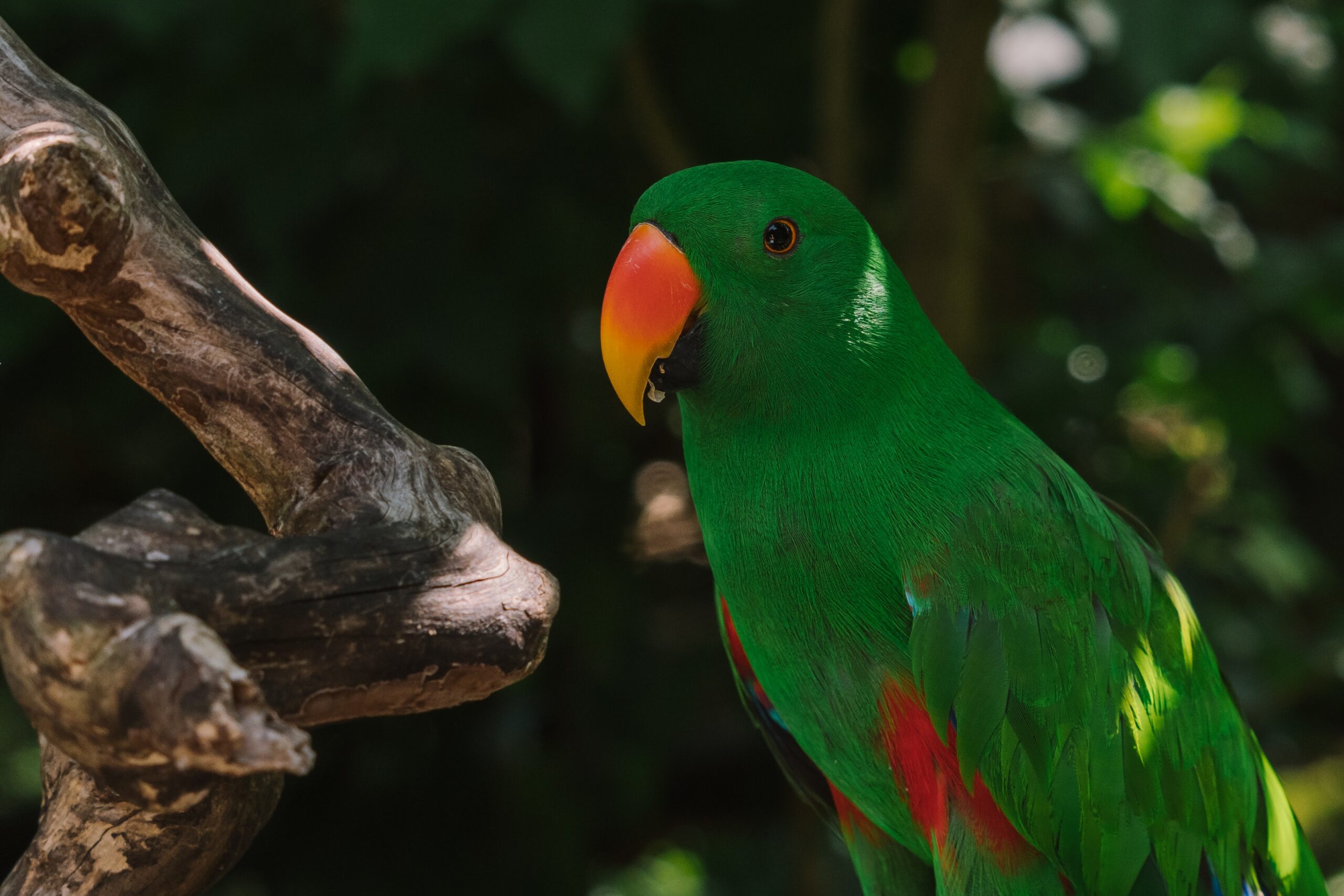 Conures