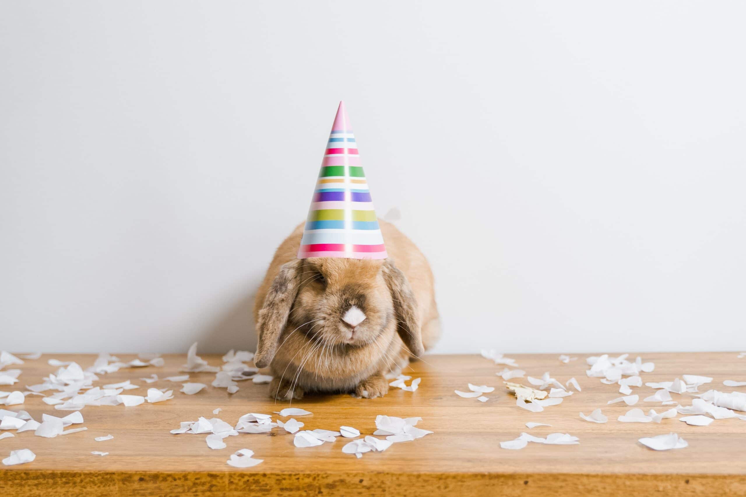 Guinea Pigs