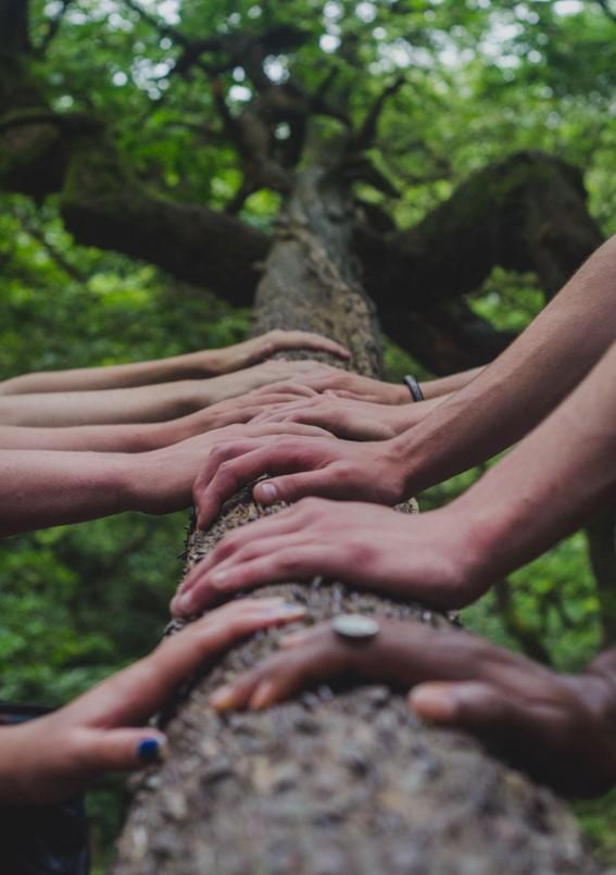 Many people's arms holding onto a tree branch